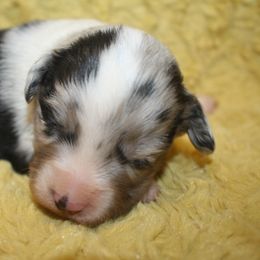 Girl 3 - Blue merle female Miniature Australian Shepherd puppy in Licking, Missouri from Burnett Aussies