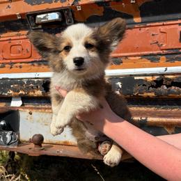 Hank - White and red male Pembroke Welsh Corgi puppy in Mc Cammon, Idaho from Sunny J Corgis and Mini Americans