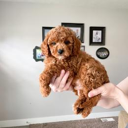 Cavapoo Puppies from Wonderful World Doodles