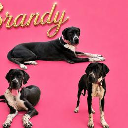 Brandy - Black female Great Dane puppy in Gonzales, Louisiana from Anstatt House Of Danes