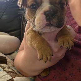 Yellow - Red male Bulldog puppy in Walhalla, South Carolina from Lowery's English Bulldogs
