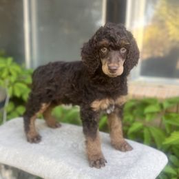 Frappe - Phantom Poodle puppy in Sandy, Utah from Royal Ridge Poodles