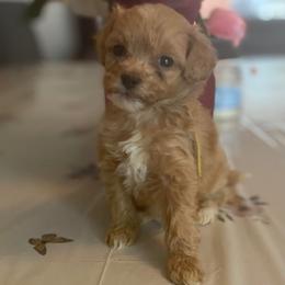 Rusty - Red  male Goldendoodle puppy in Cumberland, Rhode Island from minigoldendoodlesofRI