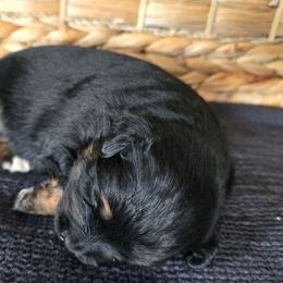 Elizabeth Taylor - Black tri female Miniature Australian Shepherd puppy in Paris, Texas from Blue Envy Mini Aussies