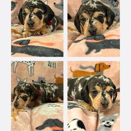 Eddy - Dapple male Dachshund puppy in Saint Paul, Minnesota from Vibrant Eyes Doxies
