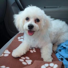Female 1 - White female Bichon Frise puppy in Eaton Rapids, Michigan from JMs Bichons