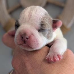 Blue fawn splash - Fawn female Boston Terrier puppy in Oak Hills, California from All American Boston Terriers