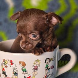 Coffee - Chocolate and white female Chihuahua puppy in Plainfield, Indiana from Abby's Pampered Pooches