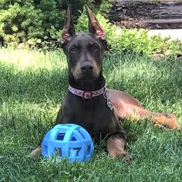 Doberman Pinscher Puppies from Jensen Dobermans