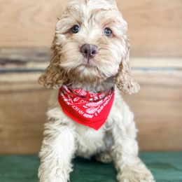 Max - Buff male Cockapoo puppy in Rattan, Oklahoma from Double M Cocker Spaniels