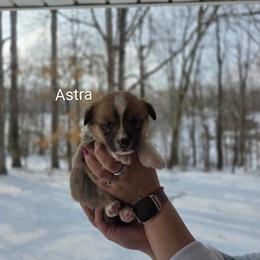 Astra - Red and white female American Corgi puppy in Centerville, Tennessee from Katerina's American Corgis