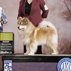 Inari - Finnish Lapphund