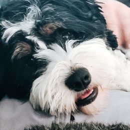 Rainy - Bernedoodle