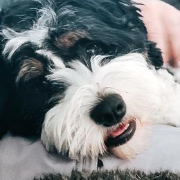 Rainy - Bernedoodle