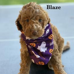 Blaze - Caramel male Australian Labradoodle puppy in Citrus Heights, California from Elite Blend Labradoodles