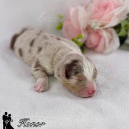 Honor - Red merle male Australian Shepherd puppy in Jonesborough, Tennessee from Lotus Australian Shepherds