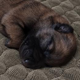 Boy 4 - Black sable male Belgian Malinois puppy in Columbia, South Carolina from Kaizen Ruach Malinois