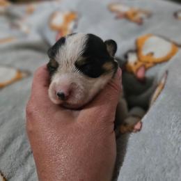 JEFFERSON - Black and tan male Pembroke Welsh Corgi puppy in Pilot Rock, Oregon from L2H Corgi's