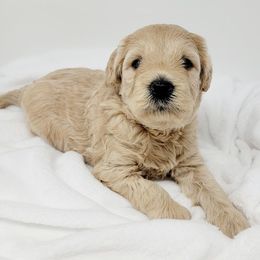 Bernedoodle, Double Doodle, and Goldendoodle Puppies from Winding Creek Ranch