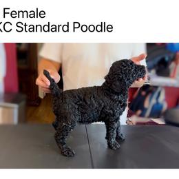 Girl 1 - Blue female Poodle puppy in Houston, Texas from CMJ Kennels