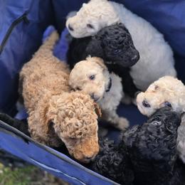Poodle Puppies from Windy Oak Kennels