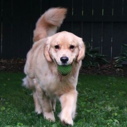 Golden Retrievers from Salata Goldens