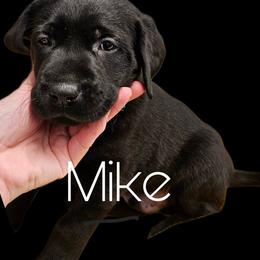 Mike - Black male Dilute Retriever puppy in Sidney, Nebraska from Nebraska Strong Labradors