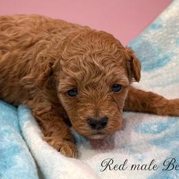 Poodle Puppies from KC Poodles of PA