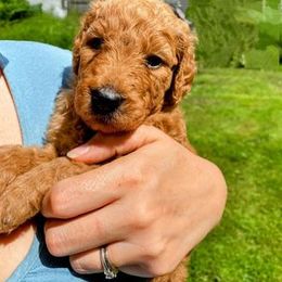 "Black (male)" Goldendoodle Puppies from Goshen Doodles
