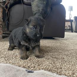 German Shepherd Puppies from S&S German Shepherds