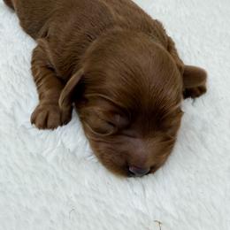 Boy 1 - Red male Cavapoo puppy in Haleyville, Alabama from Susan’s Prefurred Doodles