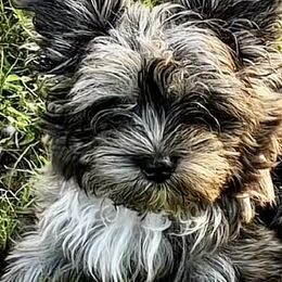 Oakley - Yorkshire Terrier