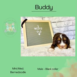 Buddy - Tri-color male Bernedoodle puppy in Winfield, Alabama from Rose Lane Doodles