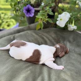 KIVA AKC - Piebald female Dachshund puppy in Sacramento, California from Valentina's mini  AKC Dachshunds
