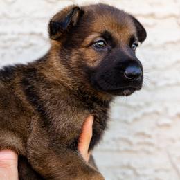 Pup 4 - Sable female German Shepherd puppy in Surprise, Arizona from Vom Wustefeuer German Shepherds