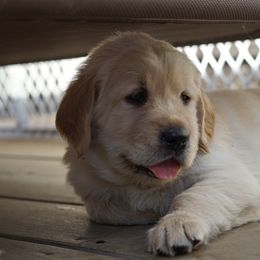 Golden Retriever, Goldendoodle, and Sheepadoodle Puppies from Guppy Puppies