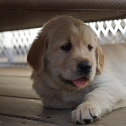 Golden Retriever, Goldendoodle, and Sheepadoodle Puppies from Guppy Puppies
