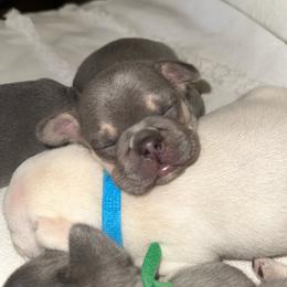 Red Collar Girl - Tricolors female French Bulldog puppy in Selma, Oregon from Pnwfrenchbulldogs