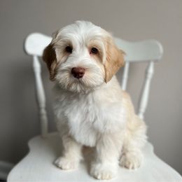 Benji - Caramel male Australian Labradoodle puppy in Belding, Michigan from Rutu Australian Labradoodles