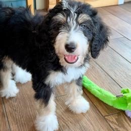 London - Tri-color female Bernedoodle puppy in Beecher, Illinois from Erica’s Doodles