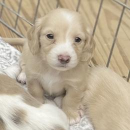 Boy 2 - Dachshund puppy in Newton, Mississippi from KP Dachshunds