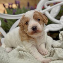 Eloise - Blenheim female Cavapoo puppy in Arlington, Texas from Van Haselen Poodles and Doodles