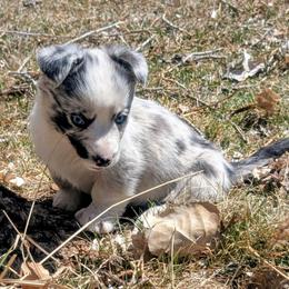 Irish - Blue merle and white female Cardigan Welsh Corgi puppy in Hotchkiss, Colorado from Bell S Ranch