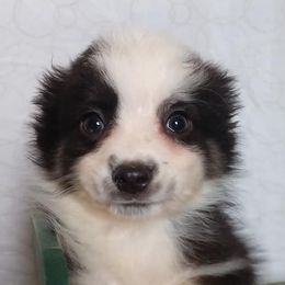 Aussiedoodles, Miniature Australian Shepherds, and Toy Australian Shepherds from Sandy Hill Farm Aussies, LLC