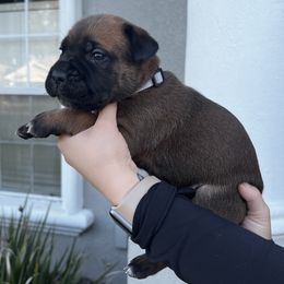 Cane Corso Puppies from Valyrian Cane Corsos