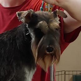 Sasha - Miniature Schnauzer