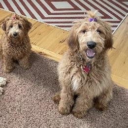 Goldendoodles from Lady's Goldendoodles