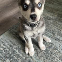 Alaskan Klee Kai Puppies from Lucky Charm Farms