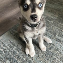 Alaskan Klee Kai Puppies from Lucky Charm Farms
