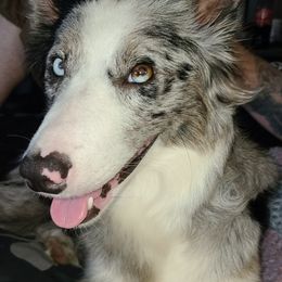 Border Collies from Silke's Border Collies